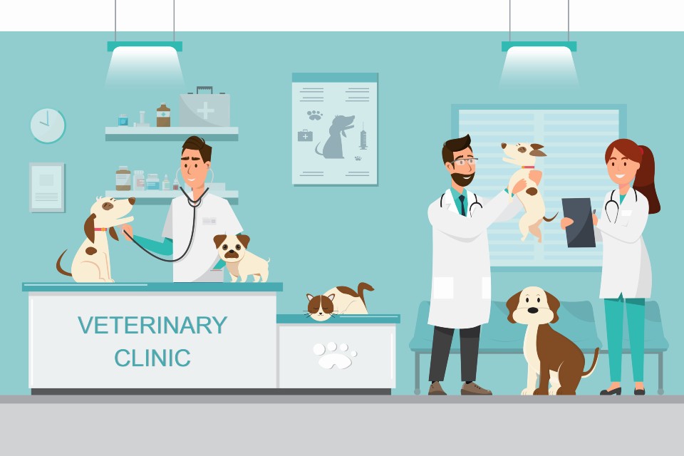 Top Reasons for Dog/Cat Vet Visits and How Much it Costs