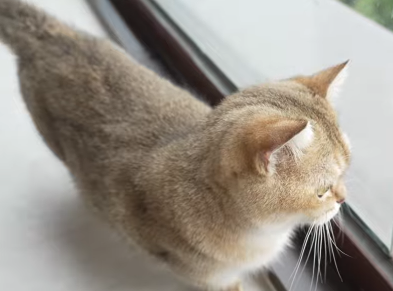 profile